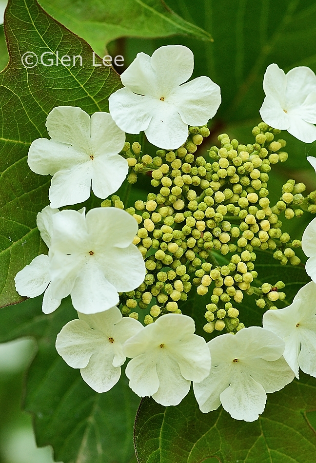 Viburnum opulus var. americanum photos Saskatchewan Wildflowers